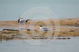 Indian river tern or just river tern Sterna aurantia observed on the banks of Chambal river near Bharatpur in Rajasthan