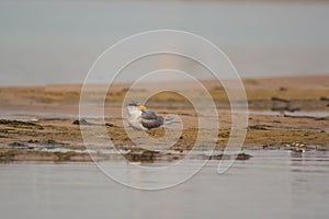 Indian river tern or just river tern Sterna aurantia observed on the banks of Chambal river near Bharatpur in Rajasthan