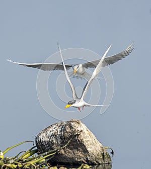 Indian river tern pair