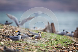 Indian river tern sighted at a breeding site.