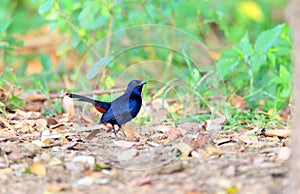 Indian Robin