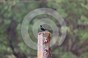 Indian Robin Bird Closeup