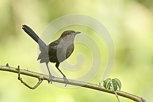 Indian robin bird in Minneriya, Sri Lanka