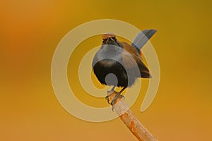 Indian robin bird, natural, nature, wallpaper