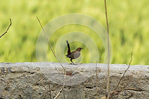 Indian Robin Bird perched on a wall with smooth green background
