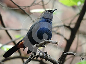 Indian robin on branch, Axicoloides fulicatus, Amaravati,