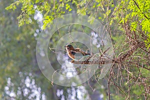 Indian Robin is a comon robin found in Bahawalpur Region Pakistan