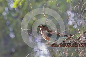 Indian Robin is a comon robin found in Bahawalpur Region Pakistan