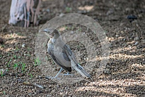 Indian Robin Copsychus fulicatus bird in a field in Sasan Gir, Gujrat, India.