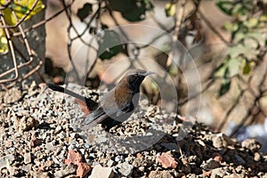 Indian Robin Copsychus fulicatus bird perching on the gravel near the edge of forest