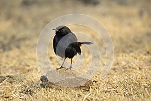 Indian Robin, Copsychus fulicatus, male, India