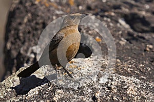 The Indian robin Female, Copsychus fulicatus, Mount Abu, Rajasthan, India