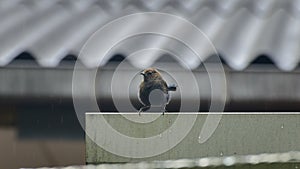 Indian robin Fledgling baby shivering in the cold rain, alone and scared, looking for its mother