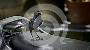 Indian robin male bird sits on the motorbike sheet and chirp loud photo