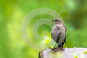 Indian Robin in monsson rain