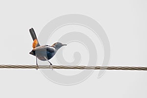Indian Robin perching on a power line with its orange tail feathers