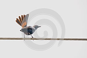 Indian Robin perching on a power line with its orange tail feathers open