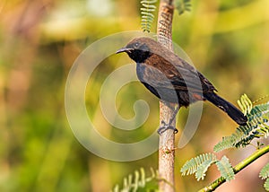 Indian Robin perching on a tree