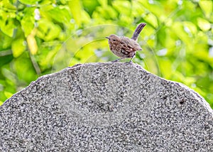 Indian Robin ready to take off