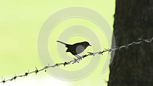 indian robin or Saxicoloides fulicatus bird leaving iron fencing perch at outskirts of keoladeo national park bharatpur rajasthan