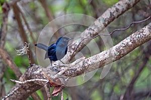 Indian robin or Saxicoloides fulicatus leucopterus