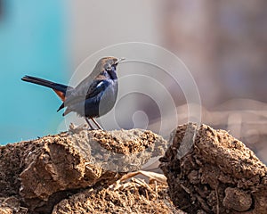 Indian robin sitting on a dung