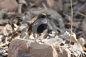 Indian robin sitting on a rock at the edge of a bush