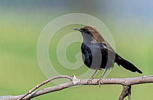 The Indian robin is a species of bird in the family Muscicapidae.