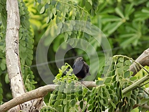 The Indian robin is a species of bird in the family Muscicapidae, micro,macro,image in indian village