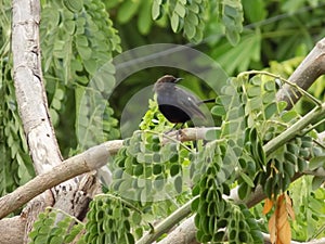 The Indian robin is a species of bird in the family Muscicapidae, micro,macro,image in indian village