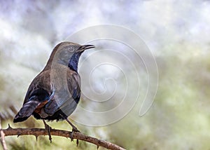 Indian Robin on a tree branch