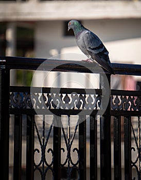 Indian Rock Pigeon on urban rooftops. Surge in Dehradun\'s population. Stock media image. India