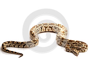 Indian Rock Python photo