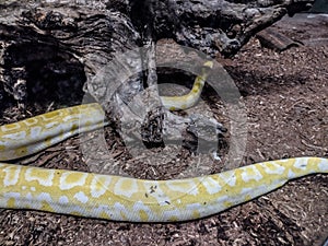 Indian rock python. Big yellow snake