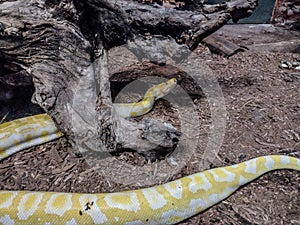 Indian rock python. Big yellow snake