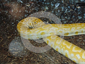 Indian rock python. Big yellow snake
