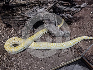 Indian rock python. Big yellow snake