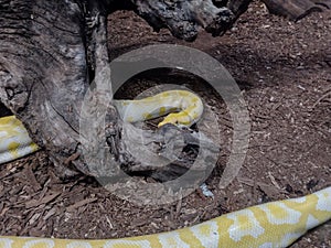 Indian rock python. Big yellow snake