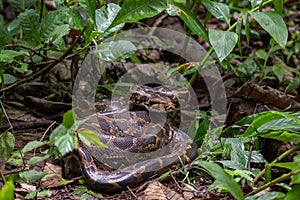 Indian Rock Python coiled in forest floor.