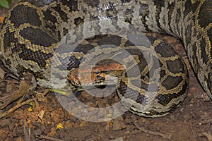 Indian Rock Python, Python molurus