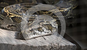 Indian Rock Python