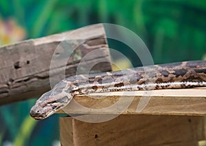 Indian Rock python Python molurus