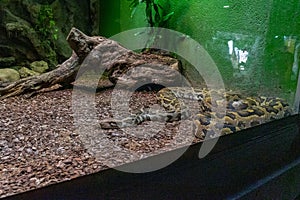 Indian rock python Python molurus molurus in zoo Barcelona