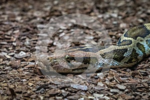 Indian rock python Python molurus molurus in zoo Barcelona