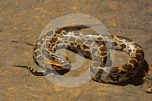 Indian rock python, Python molurus , Aarey Milk Colony , INDIA