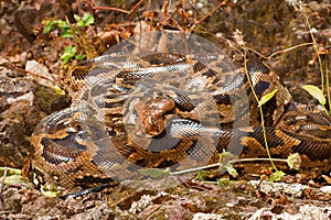 Indian rock python, Python molurus, Barnawapara WLS