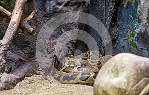 Indian rock python Python molurus molurus in zoo Barcelona