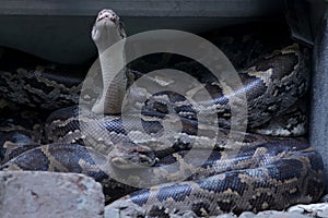 Indian rock python, snake in park