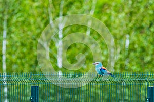 Indian roller is beautiful bird that has a mesmerizing sky blue colored tail with a hint of Prussian blue color. Its throat and