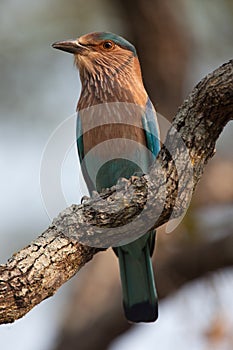 Indian Roller bird